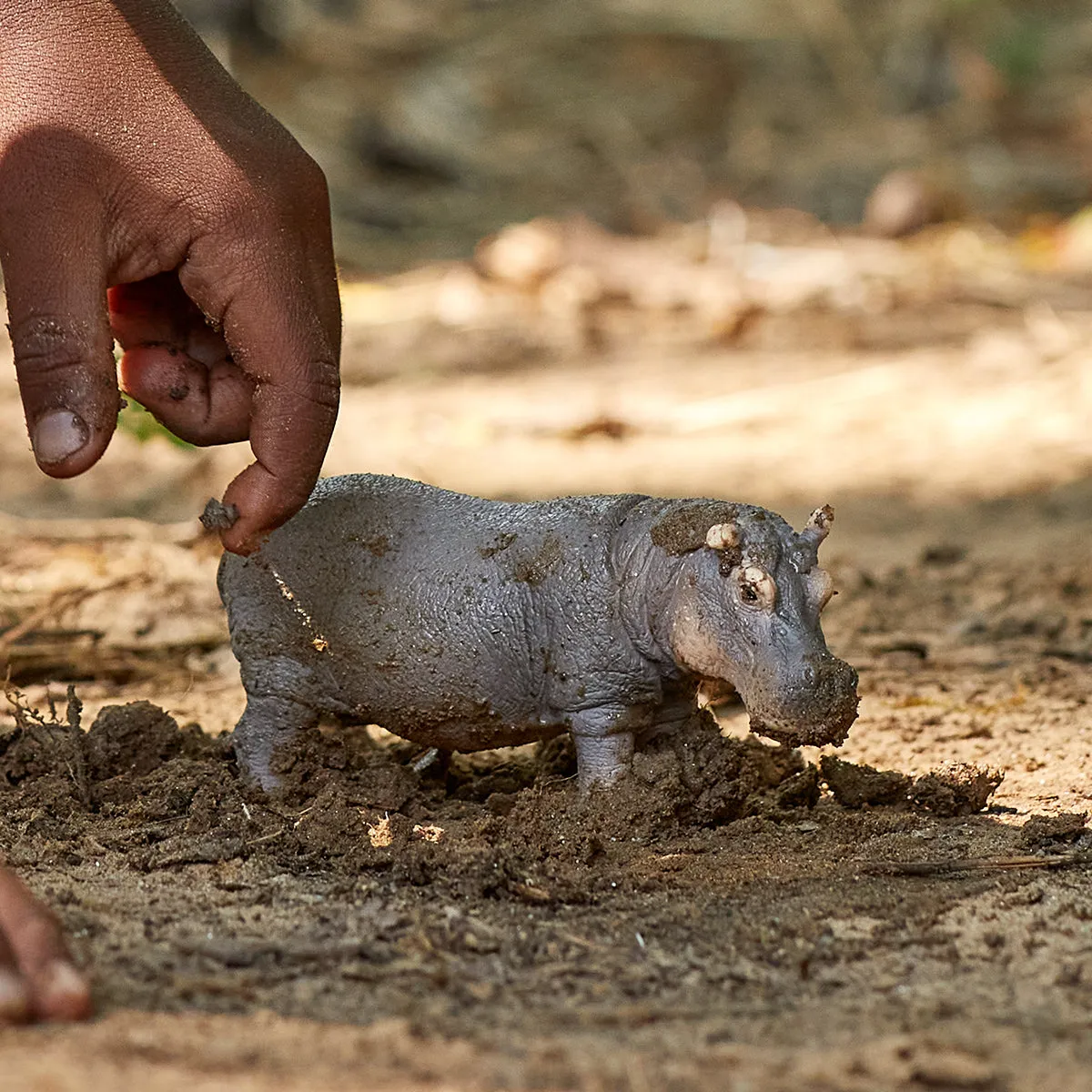 Hippopotamus