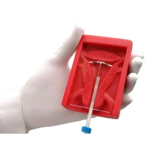 Uterus II IUD Placement Model